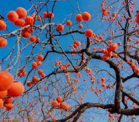 赛课磨砺促花开  三尺讲台展风采