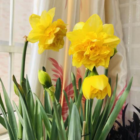 说说我的“花事”