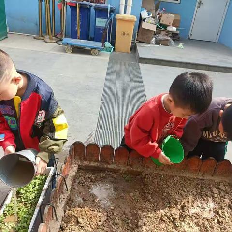 守护希望的种子 静等花开的时刻——小三班种植篇