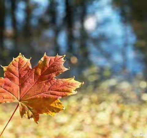 寻找秋天🍂🍂感知秋意🍁🌾收集快乐😀😊😉✌✌