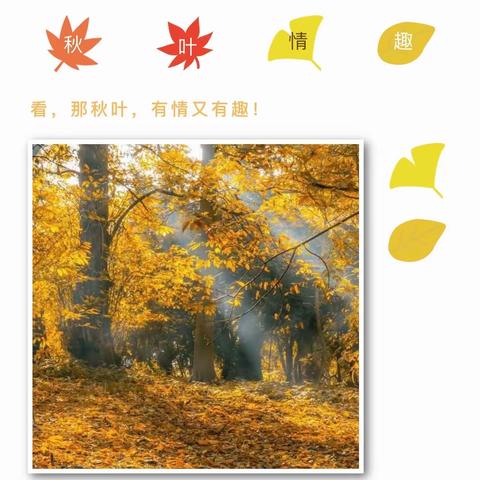 秋 叶🍂 情 趣