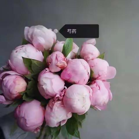 馨仪认识的73种鲜花图谱，你认识吗？