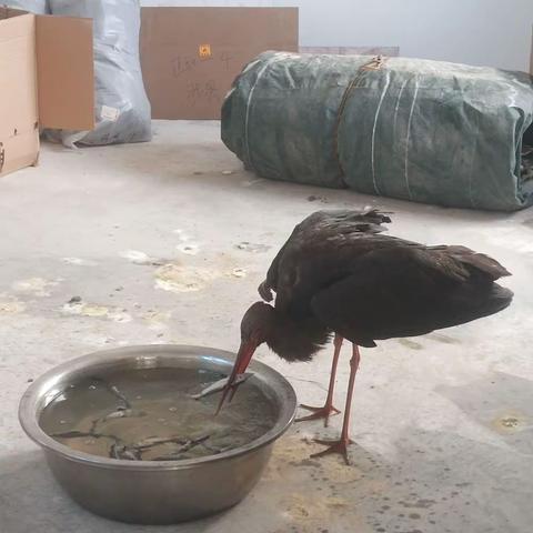 涉县湿地公园野生动物野外监测巡护及救治黑鹳报告