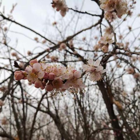 趁春暖花开，携梦想启航——丰阳峨庄完小举行2020—2021年第一学期期末成绩表彰会