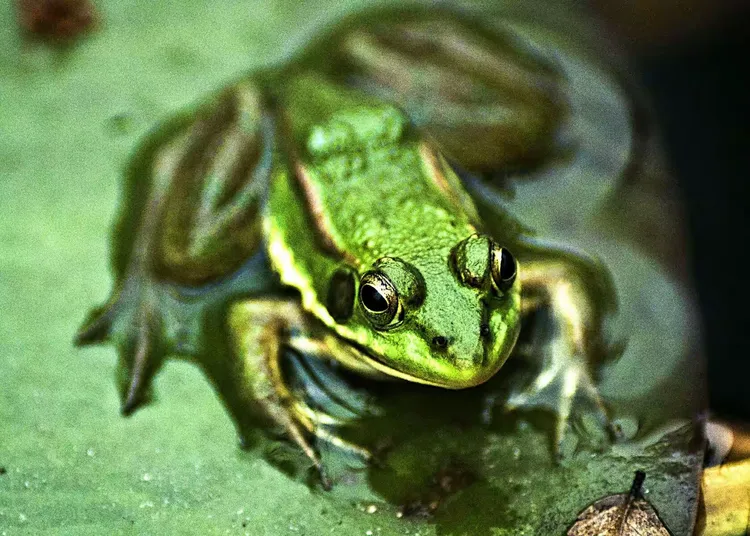 我们是快乐的小青蛙