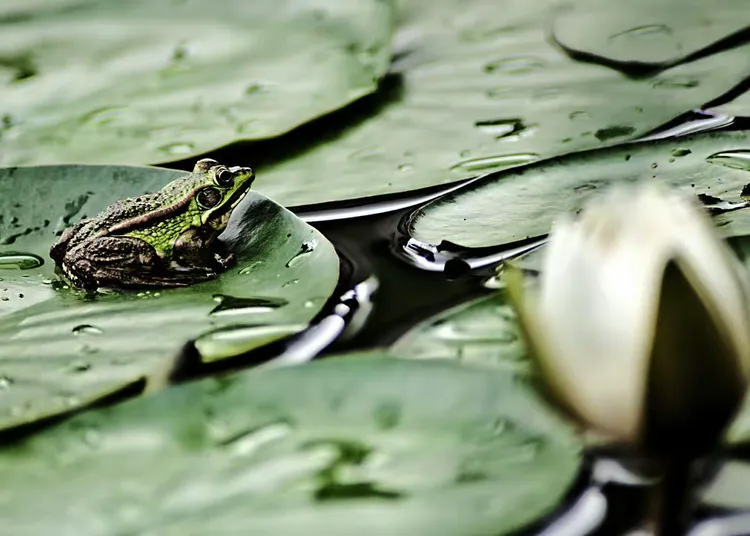 我们是快乐的小青蛙