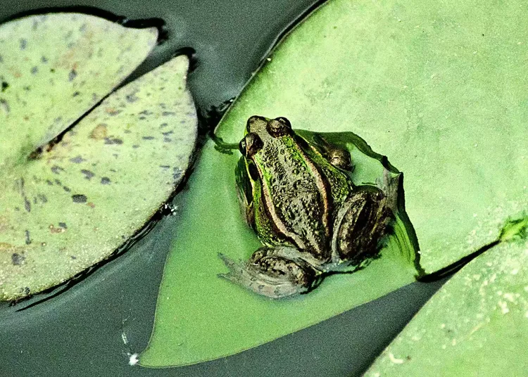 我们是快乐的小青蛙