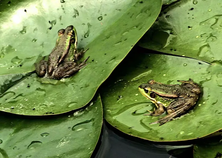 我们是快乐的小青蛙