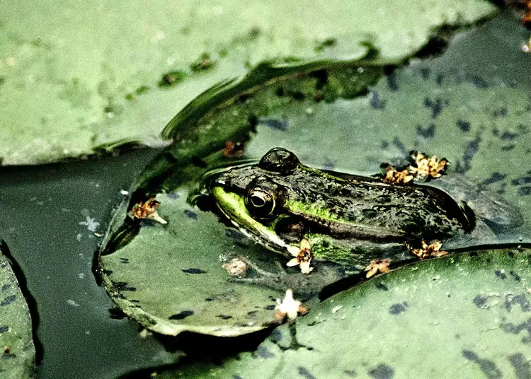 我们是快乐的小青蛙