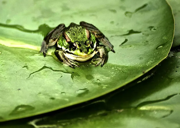 我们是快乐的小青蛙