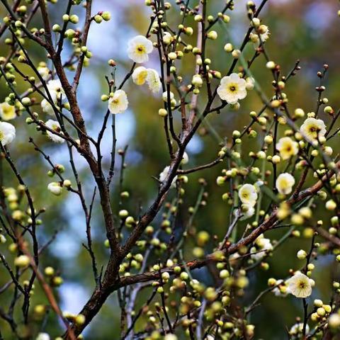 温馨三月天，浓情三八节——庙口信用社三八节活动邀请函