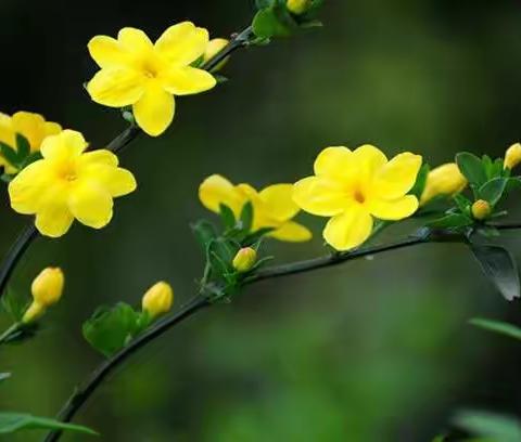 迎春花已开  相聚日可期