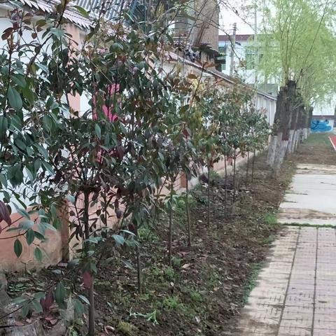 户县太平学校，植树造绿美化校园于三月底彻底竣工。