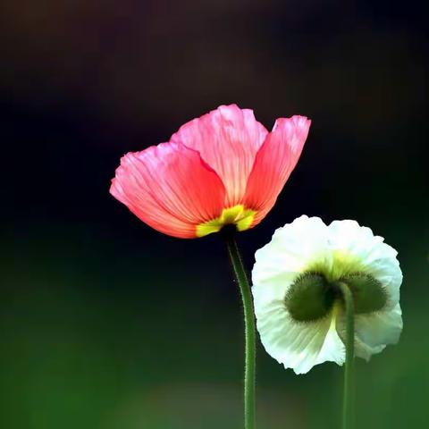 虞 美 人