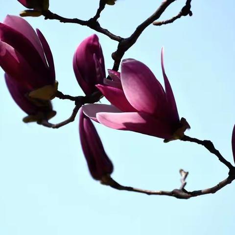 玉 兰 花