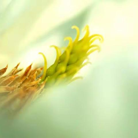 含  笑  花