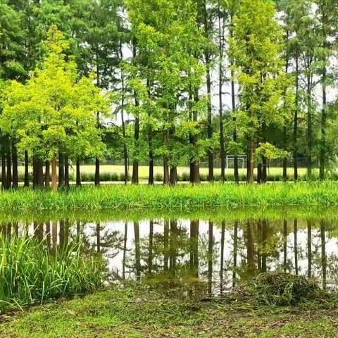 闲荡共青森林公园。……