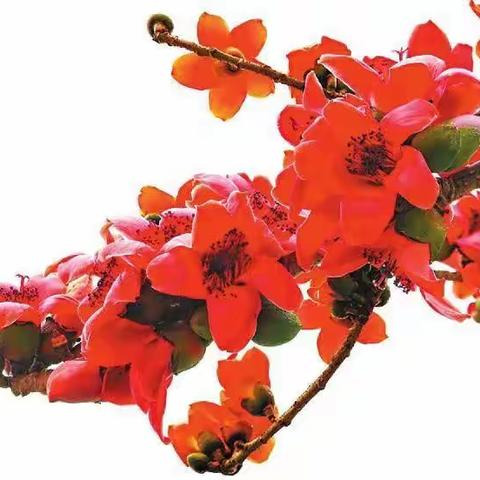 钢花红舞东风