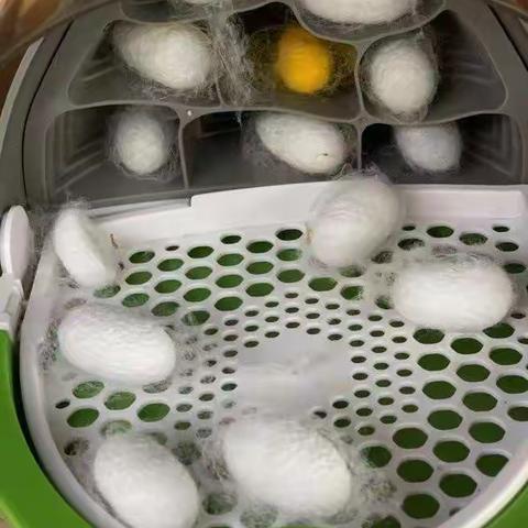 蚕的一生——从作茧自缚到破茧成蝶