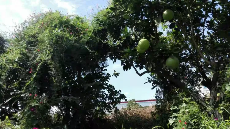 八月桂花树的栽培与管理
