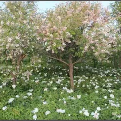 九街镇文冠果产业发展探索