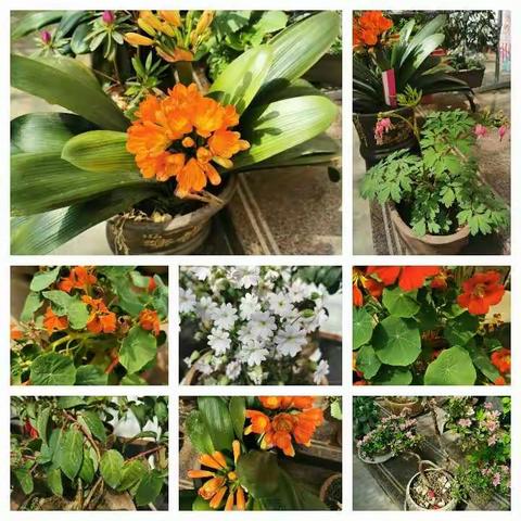 春暖花开，我们健康成长——沂南特校培智四年级一班学生居家生活与学习风采