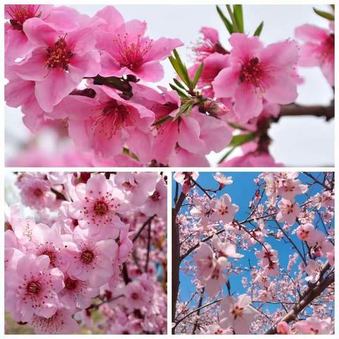 春暖花开，伴我们健康成长——库沟中心小学线上教学一周总结