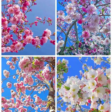 停课不停学 居家也精彩——库沟中心小学一年级一班一周教学总结