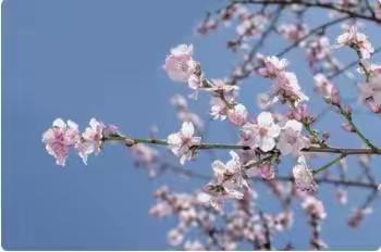 聚首在云端 静待花开时 ——库沟中心小学线上教学总结