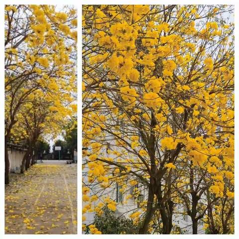 以梦为笔，书写韶华，教学路上我们肩并肩风雨兼程。——校椅镇小学数学中年级组第12组