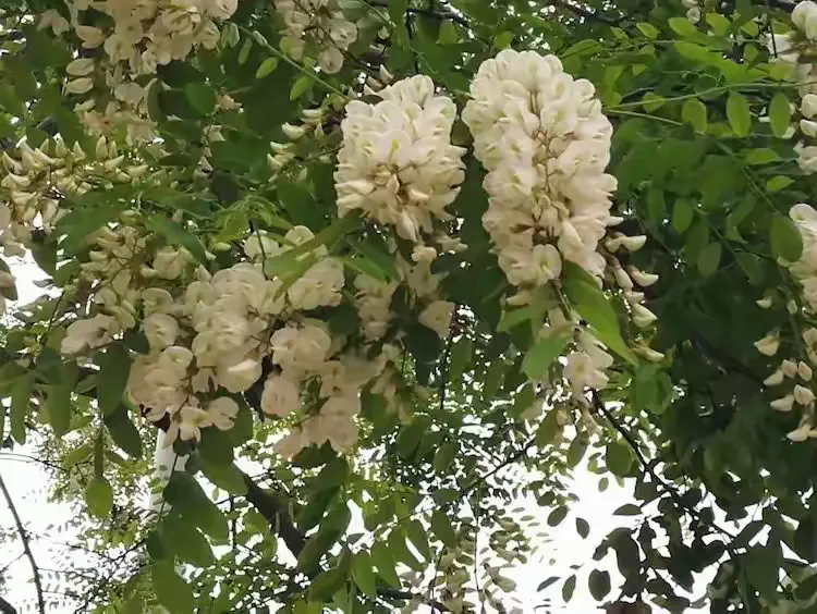 白槐花