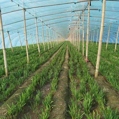 共话脱贫攻坚成果，共享产业丰收喜悦——卫辉市辉胜农业发展有限公司韭菜喜获丰收