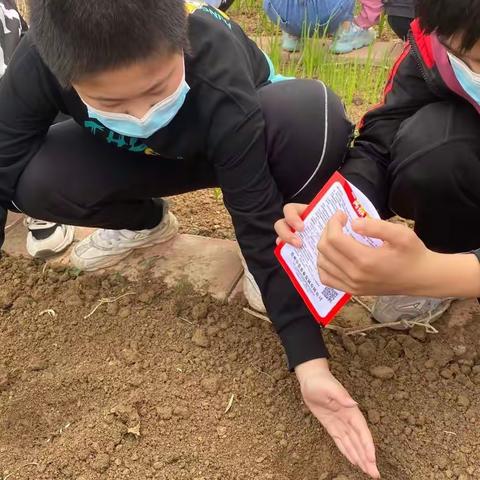 “清明前后，种瓜种豆。”——青先小学劳动实践课程掠影