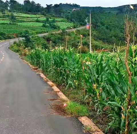 梅雨季节思故乡