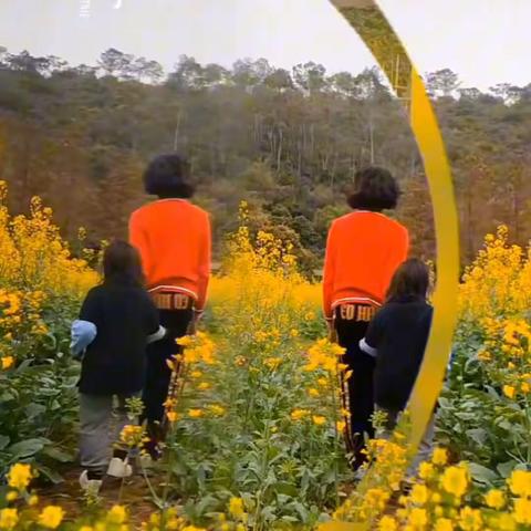 我们一起去斗门莲江村看油菜花海
