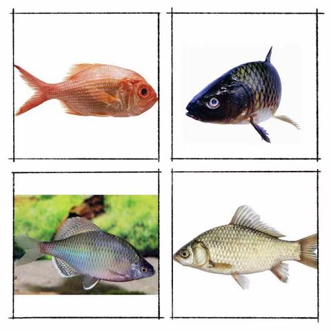 六枝特区第二幼儿园豆豆年级组七月第三周主题活动——《鱼儿的秘密》