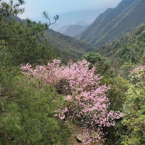 大坳工区，野樱摇曳