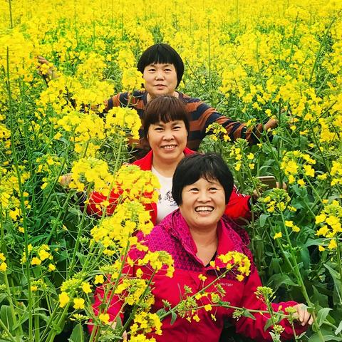 王家坪，菜花开！