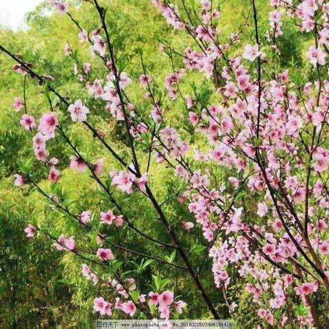 【双•新幼教】吹画《桃花朵朵开》——双新小学附属幼儿园大二班