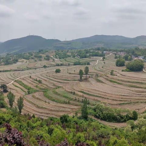 初夏时节话“哭泉，旱作梯田”