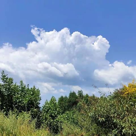 一场透雨过后，宜君迎来入夏最美的一天“白云朵朵”