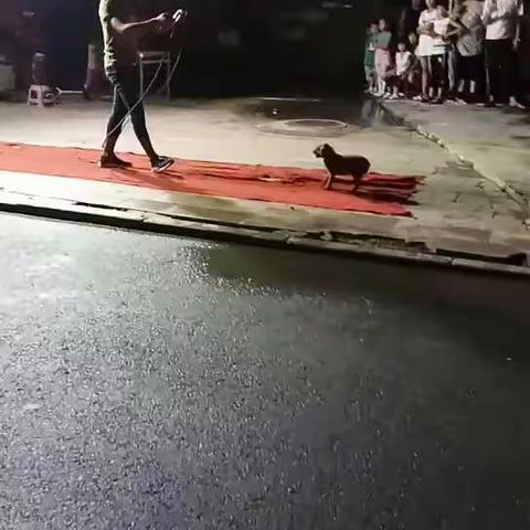 小狗跳绳