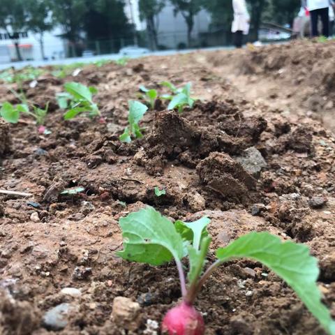 “开心农场”出新芽，我爱劳动我光荣