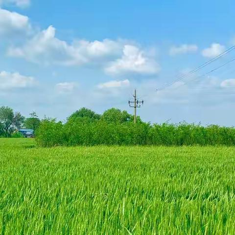 初夏清风拂麦浪，送教旅途乐融融—华州区特殊教育学校（朝阳学校）西片送教组纪实