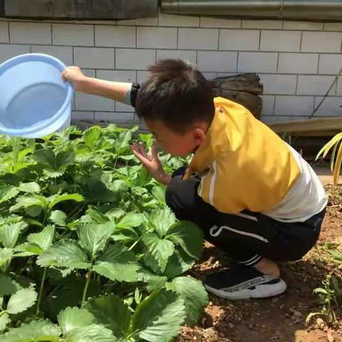 五（1）班  “红领巾    爱劳动”