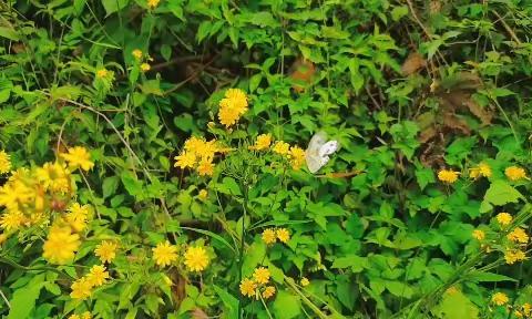 《不负春光、与爱同行》踏青记