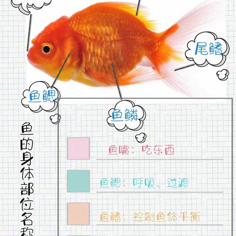 【小三班】连环跟进，开启小金鱼探秘之旅——以小班科学活动《可爱的小金鱼》为例