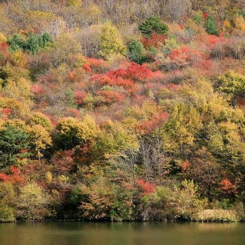 花山绿水恋深秋【摄影】