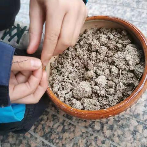 花仙子成长记