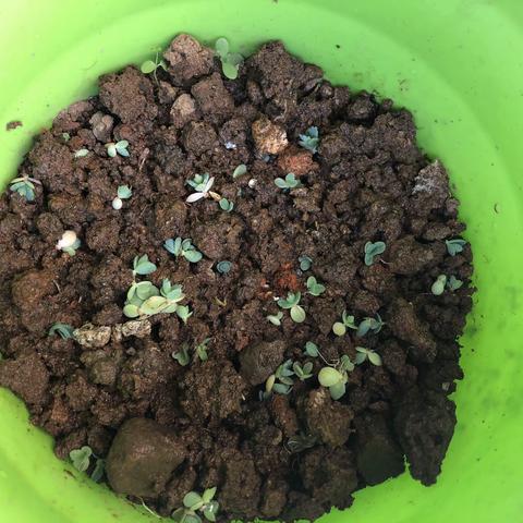 103班 陈梓涵  “落地生根”种植观察